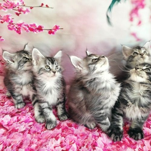 Chatterie Of Snow Fairies