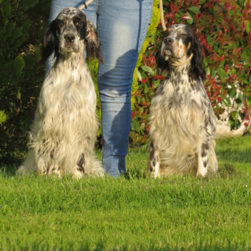 Elevage du terroir de saintonge