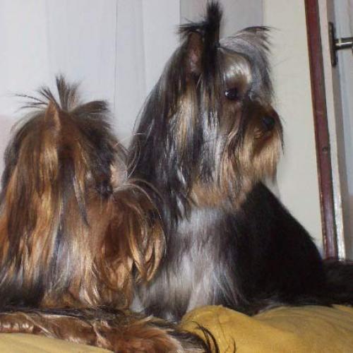 Élevage : yorkshire terrier