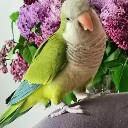 Conures élevées à la main.