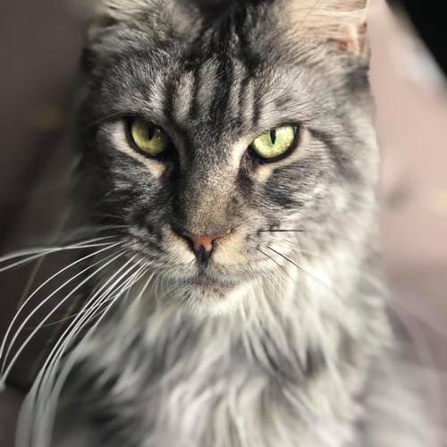 Chatterie AlexCoonYLand