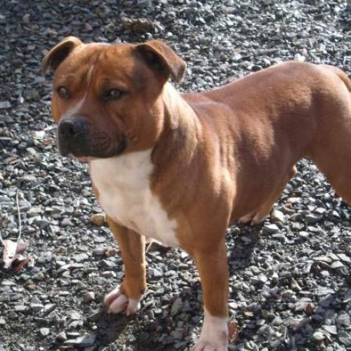 Eleveur : Elevage du gué d'argent