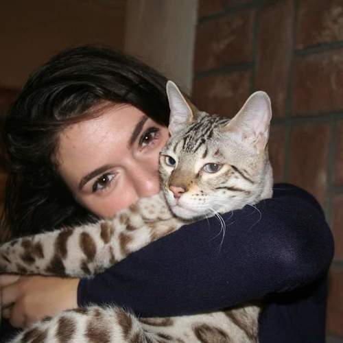 Chatterie Divine illusion Bengals