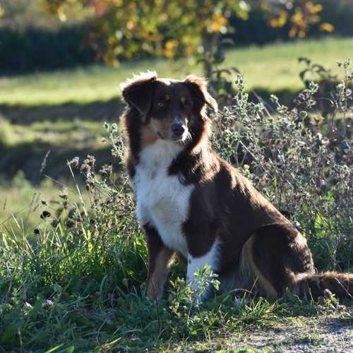 Berger américain miniature LOF