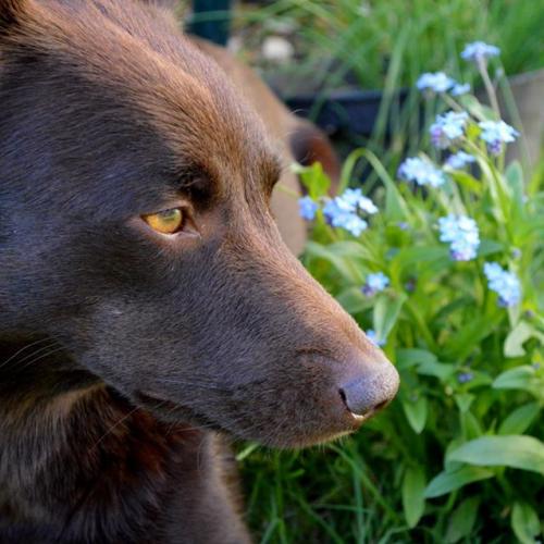 Élevage : kelpie australien