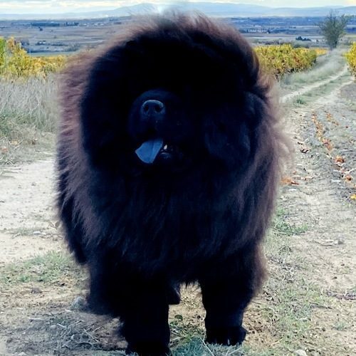 Elevage familial de Chow Chow