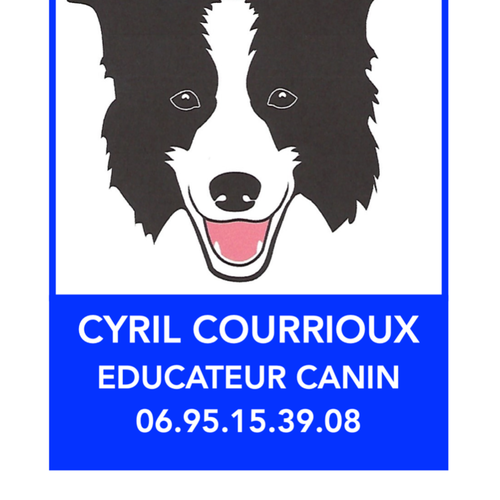 élevage de border collie