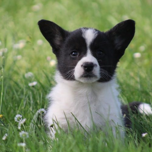 Magnifique welsh corgi cardigan