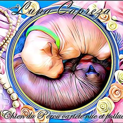 Luna capreza chien nu du pérou