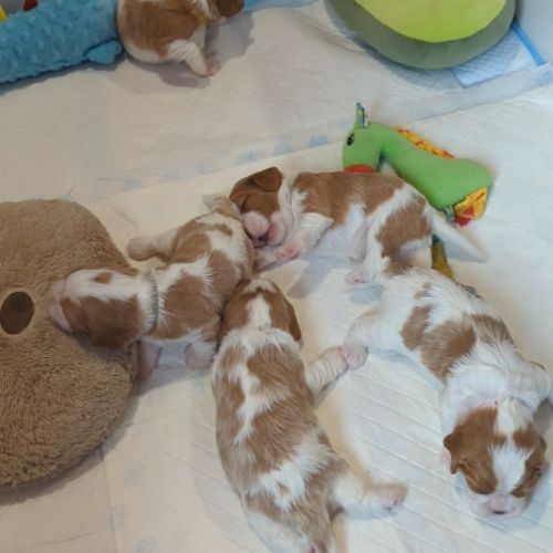 Elevage de cavalier king charles