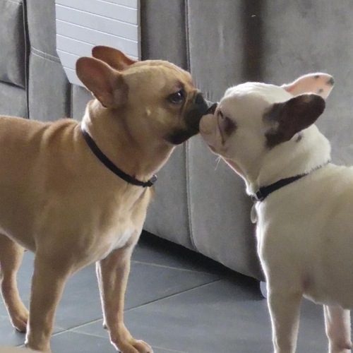 Elevage de bouledogue français