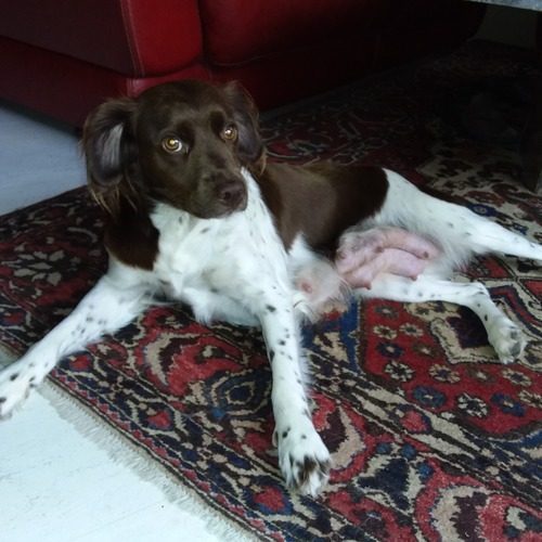 Elevage familial d'épagneul breton