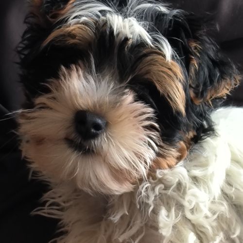 Elevage de yorkshire terrier