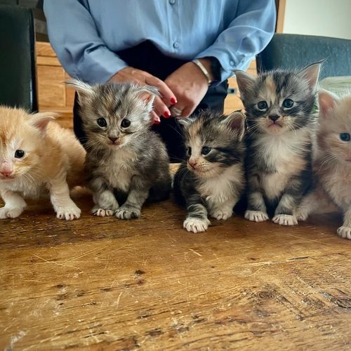 Elevage de maine coon - Trésors des reines