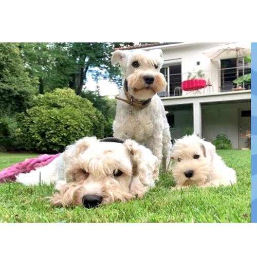 Schnauzer nain blanc - le chien parfait