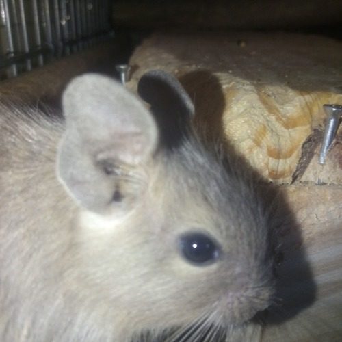 Octodon ( degue du chili )