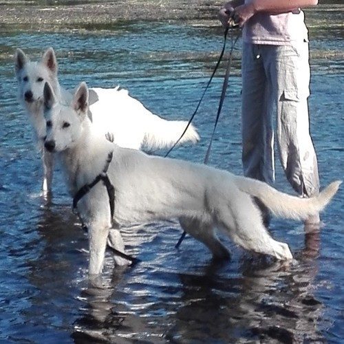Elevage familial de MonToutouBlanc