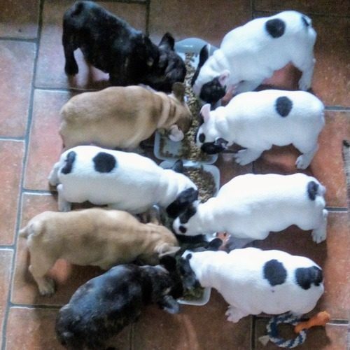 Élevage Familia BERRYBEARS Bouledogue Français LOF