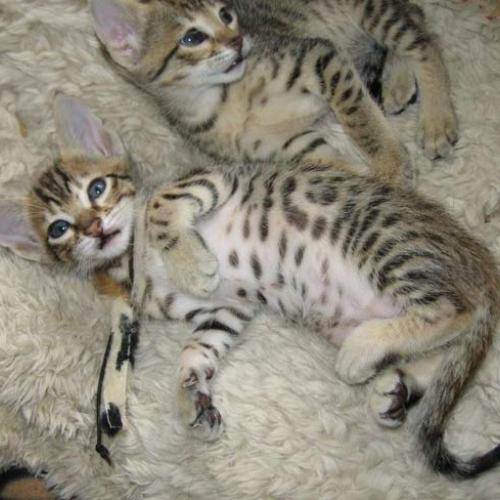 Eleveur : Savane Africaine Féline