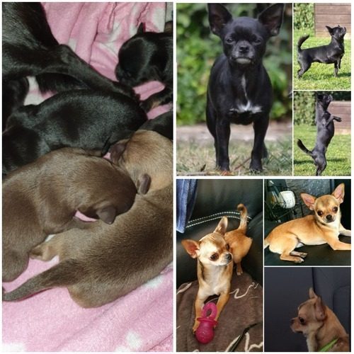 élevage professionnel de chihuahua Lof