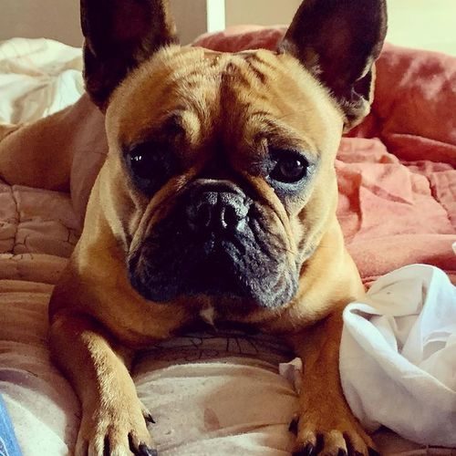 Elevage Bouledogue Français LOF