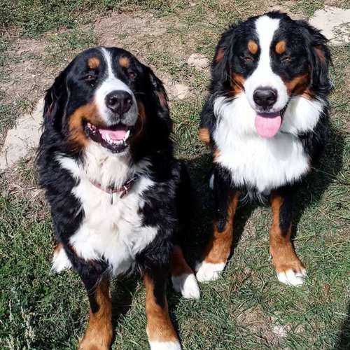 Élevage Bouvier Bernois Moonlight Dream