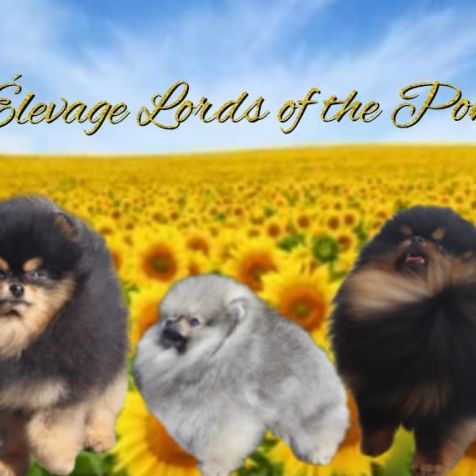 Spitz allemands (pomeranian)