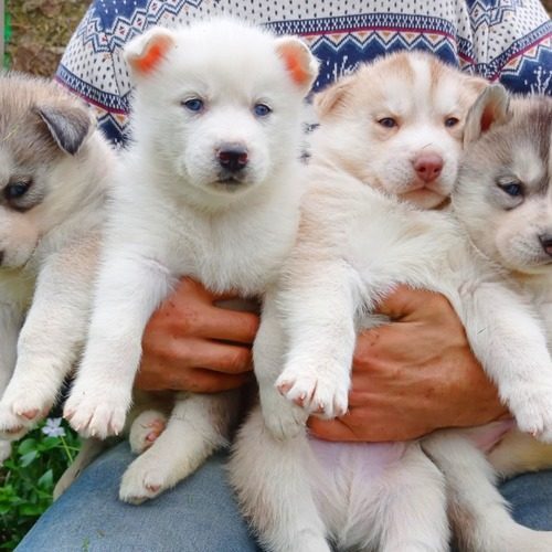 Premier Jour de Neige Élevage de Husky Sibérien