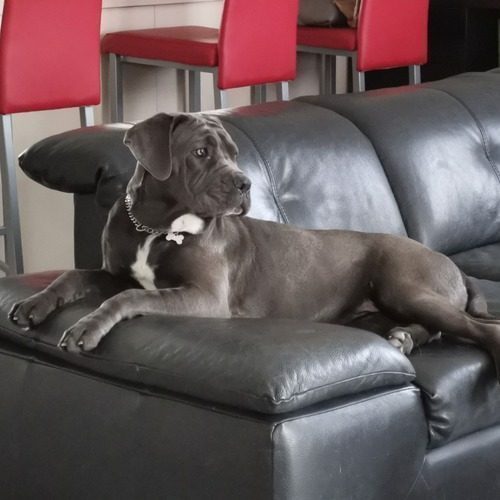 Elevage de Lennantony