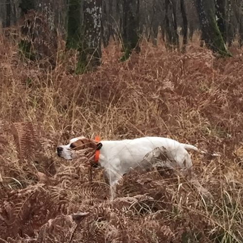 Elevage de la Sauvignere, pointer, setter chasse