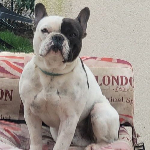 Elevage de bouledogue français