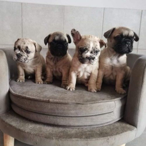 Elevage de bouledogues français exotiques