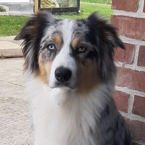 Elevage de berger australien LOF