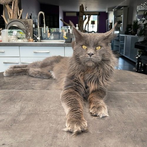 Maine Coon Loof Nord Pas de Calais