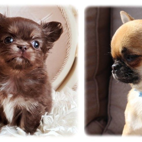 Elevage Chihuahua Star Pyla