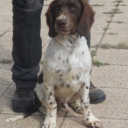 Elevage de Chiens d'Oysel Allemands LOF