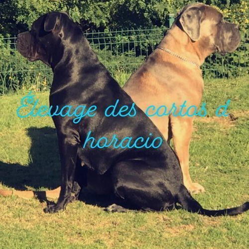 Elevage de cane corso