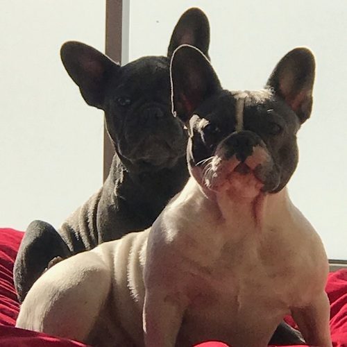 Bouledogue français bleu dure