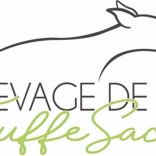 Chiots whippet lof élevés en maison