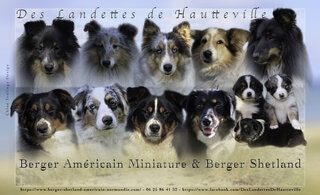 Elevage de berger Americain Miniature en Normandie