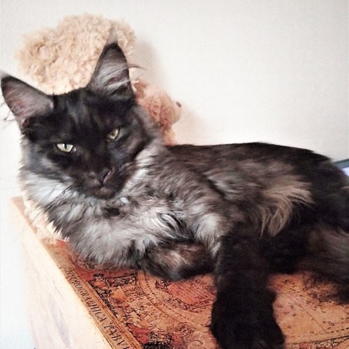 Chatons Maine Coon LOOF - Livraison possible