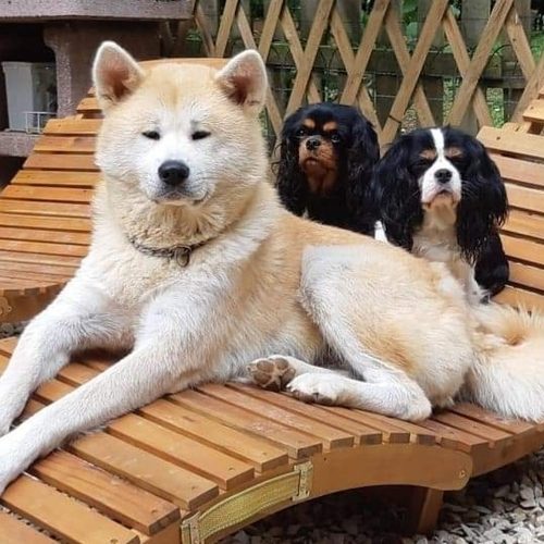 Elevage du bois des Girardons