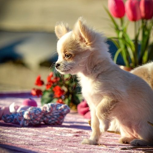 Chihuahua & Border, une histoire d’amour..