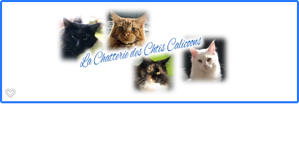 Elevage de Maine Coon Loof