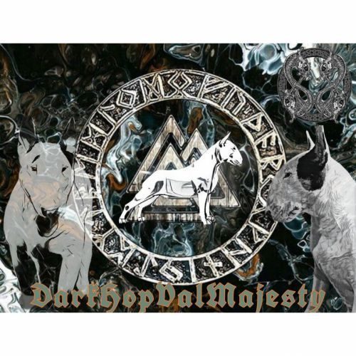 Elevage darkhopvalmajesty bull terrier
