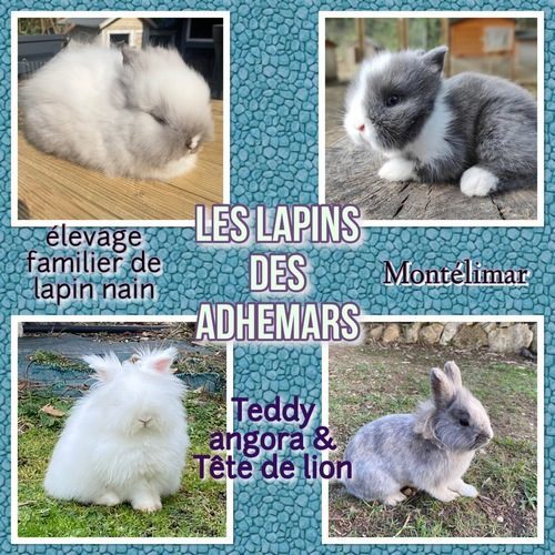 élevage familial de teddy Angora/tête de lion nain