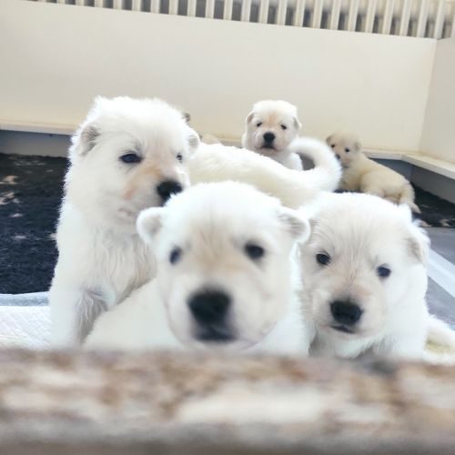 Elevage de bergers blancs suisse LOF