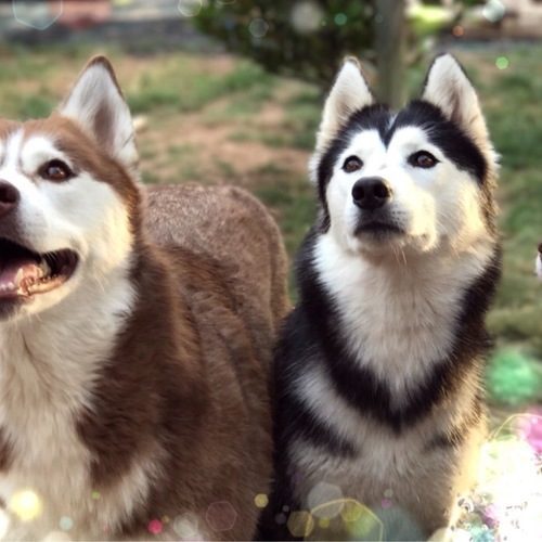 Chiot husky les zouzous