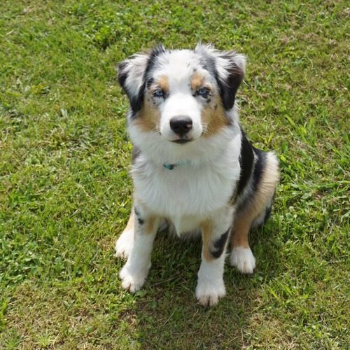 Berger Américain Miniature of American Blue Lands
