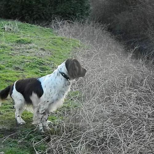 elevage : Epagneul Francais Setter Anglais